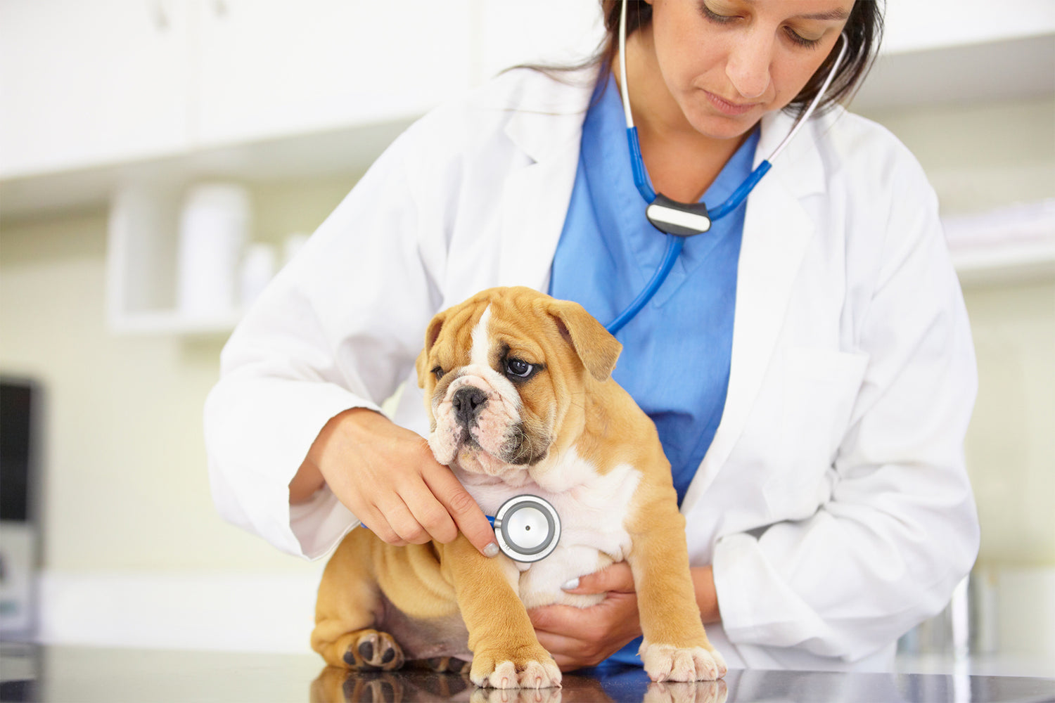 Treating Parasites and Non-Specific Dermatitis in Dogs: A Comprehensive Guide