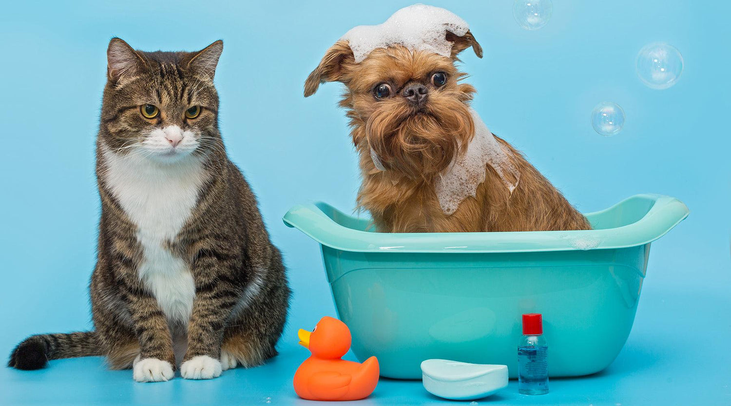 Essential Grooming Tips for Dogs and Cats - Pets World Supply